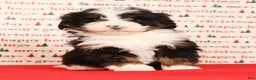 Mini Bernedoodle dogs for sale: Snickers - Ad 7