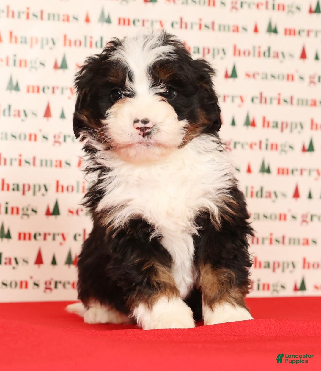 Mini Bernedoodle dogs for sale: Snickers - Ad 7
