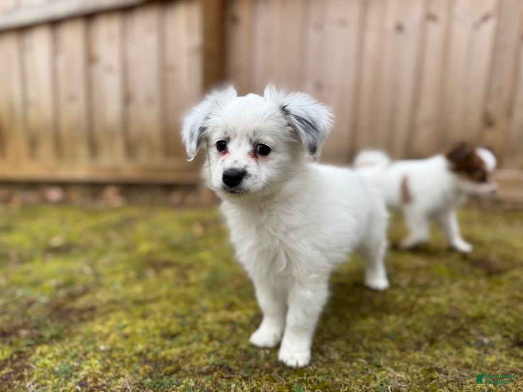 Mixed Breed dogs for sale: Gracie - Ad 4