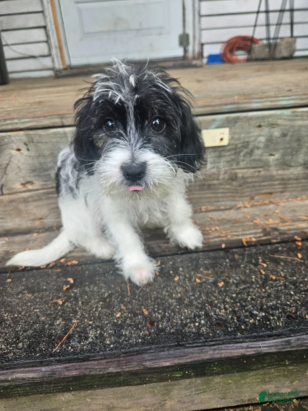 Mixed Breed dogs for sale: Mixed Breed 1 - Ad 7