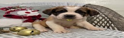 Saint Bernard dogs for sale: Chevy - Ad 3