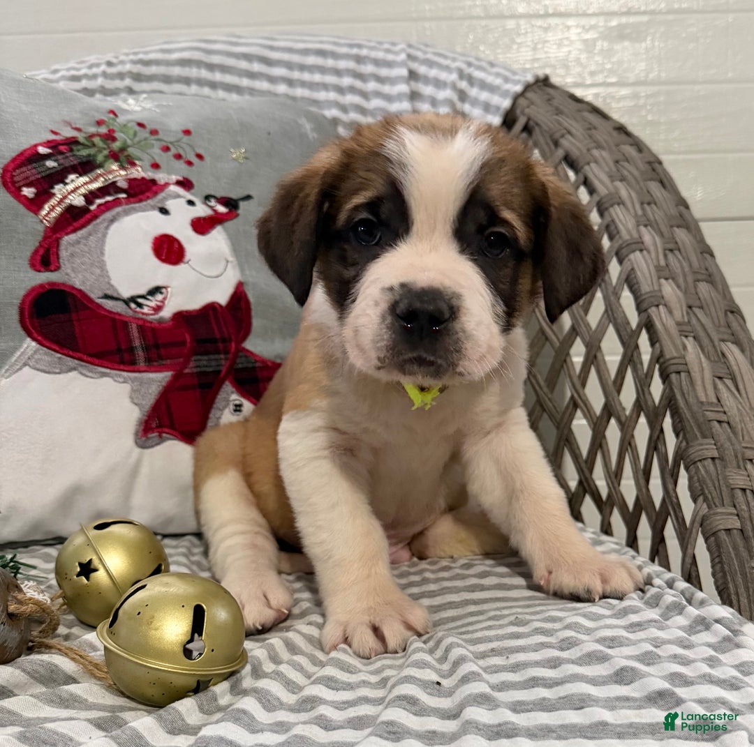 Saint Bernard dogs for sale: Chevy - Ad 3