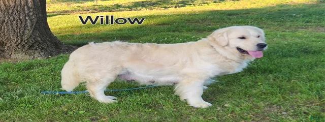 Willow Brooke of Shady Acre