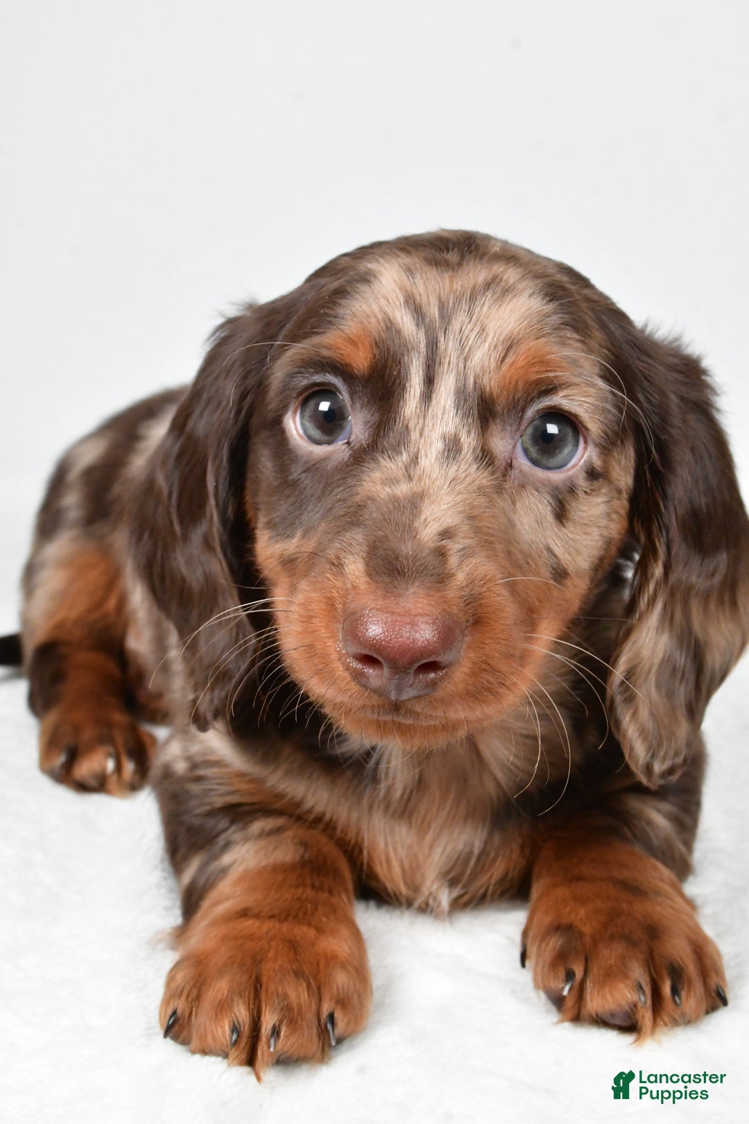 Miniature Dachshund dogs for sale: Asher - Ad 5