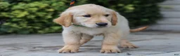 Golden Retriever dogs for sale: Alva ACA Golden Retriever Pup - Ad 4