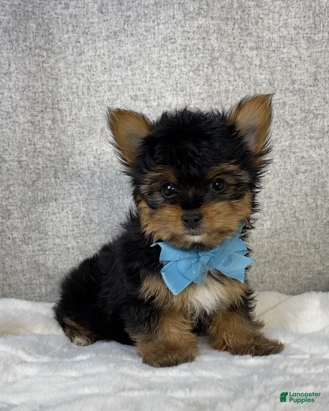 Yorkshire Terrier dogs for sale: Chico - Ad 1