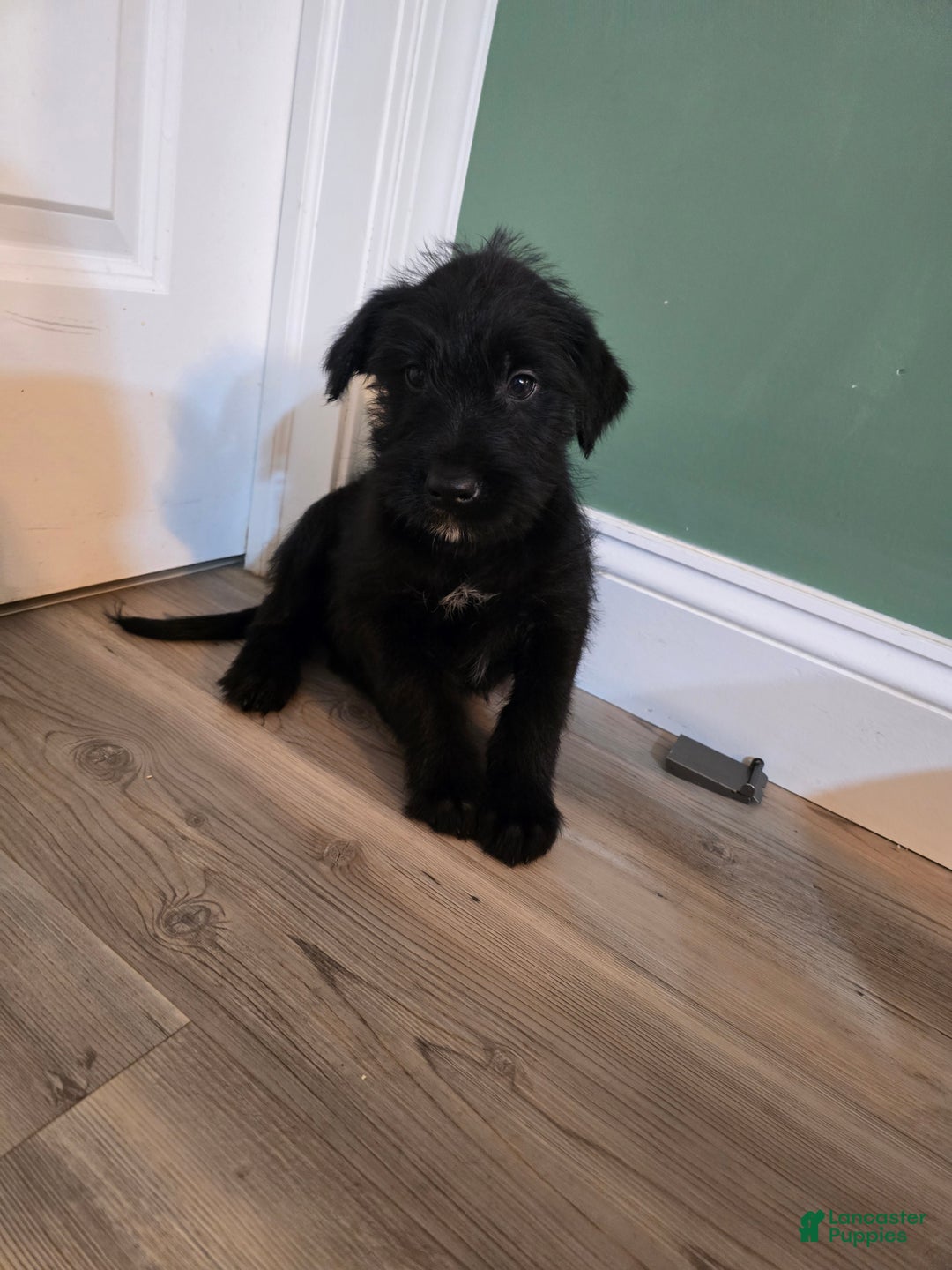 Mixed Breed dogs for sale: Male 4 - Ad 1