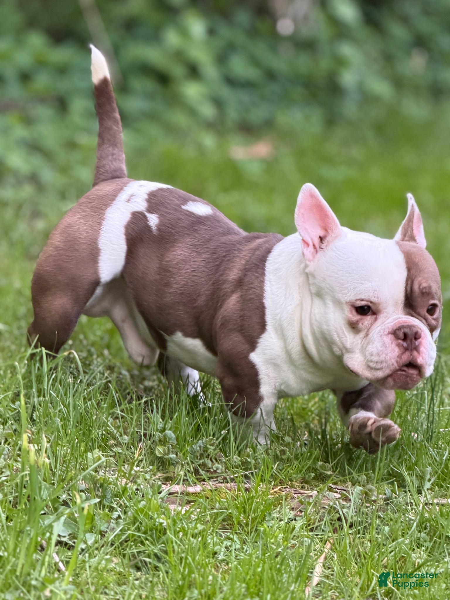American Bully dogs APOLLO CREED –MICRO POCKET AMERICAN BULLY  - Ad 14