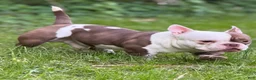 American Bully dogs for stud: APOLLO CREED –MICRO POCKET AMERICAN BULLY  - Ad 1