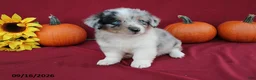 Mixed Breed dogs for sale: Astro - Ad 6