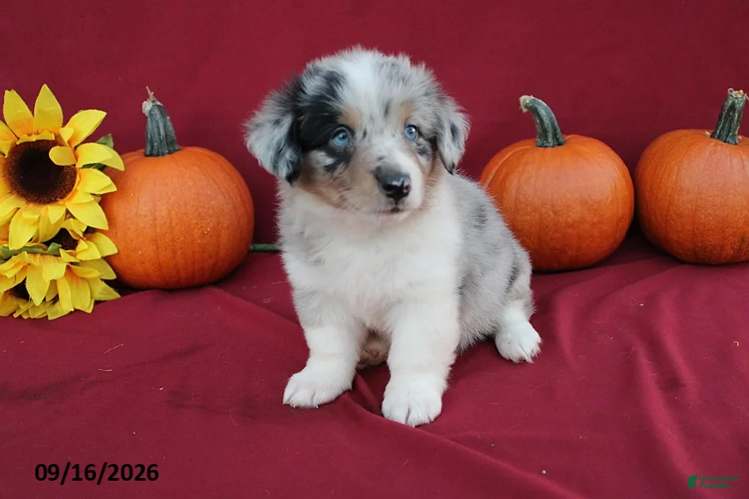 Mixed Breed dogs for sale: Astro - Ad 6