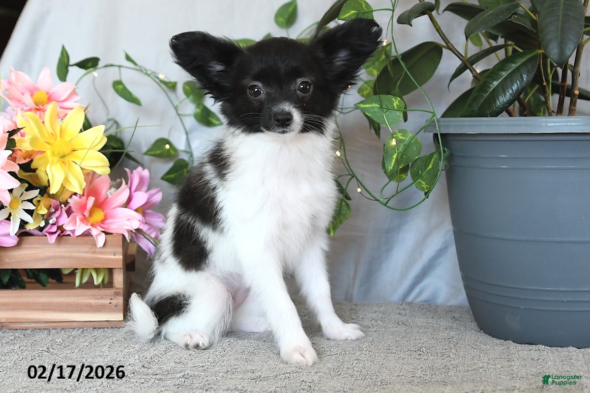 Papillon dogs Cuddles - Ad 1