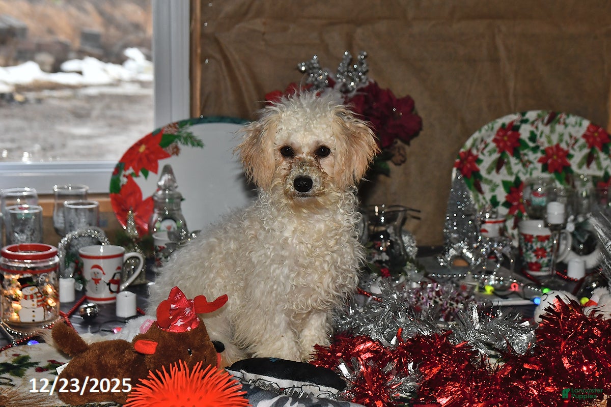 Bichpoo dogs Cinderella - Ad 2