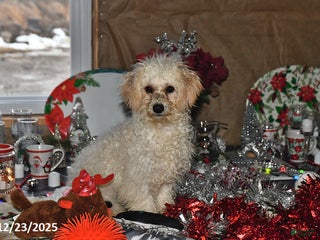 Bichpoo dogs Cinderella - Ad 2