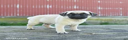 Pug dogs for sale: Luke - Ad 4