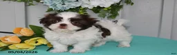 Shih Tzu dogs for sale: Lily - Ad 4