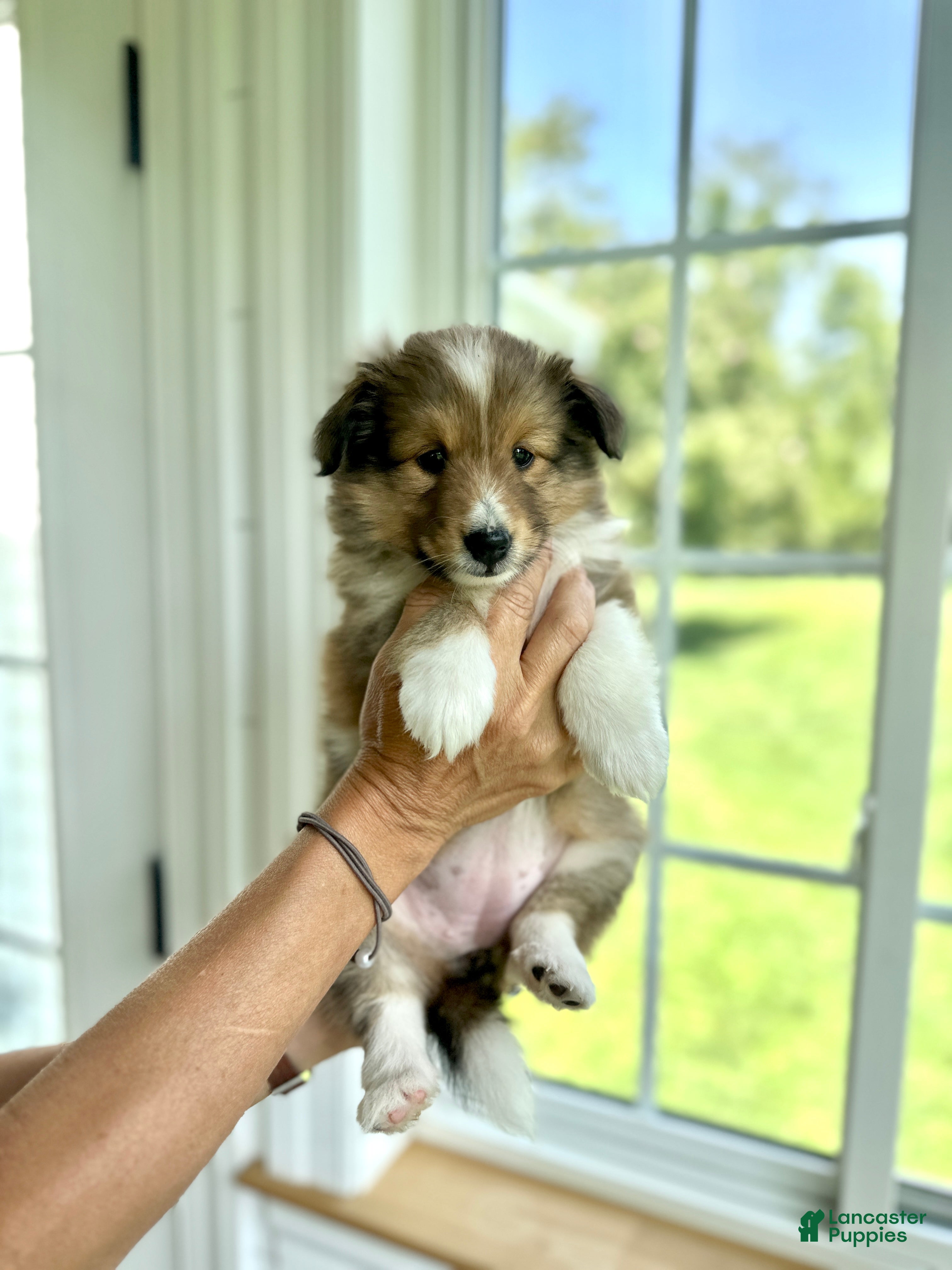 Shetland Sheepdog dogs Shetland Sheepdog  - Ad 1