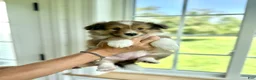Shetland Sheepdog dogs for sale: Shetland Sheepdog  - Ad 1