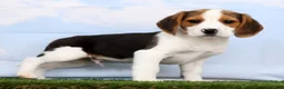 Beagle dogs for sale: Dash - Ad 4