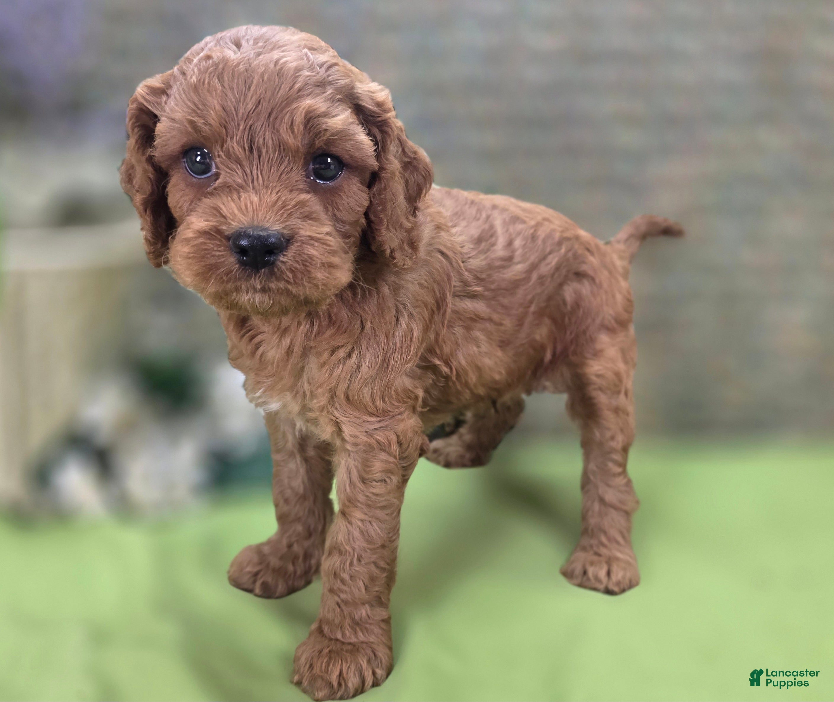 Cockapoo dogs Nigel - Ad 22
