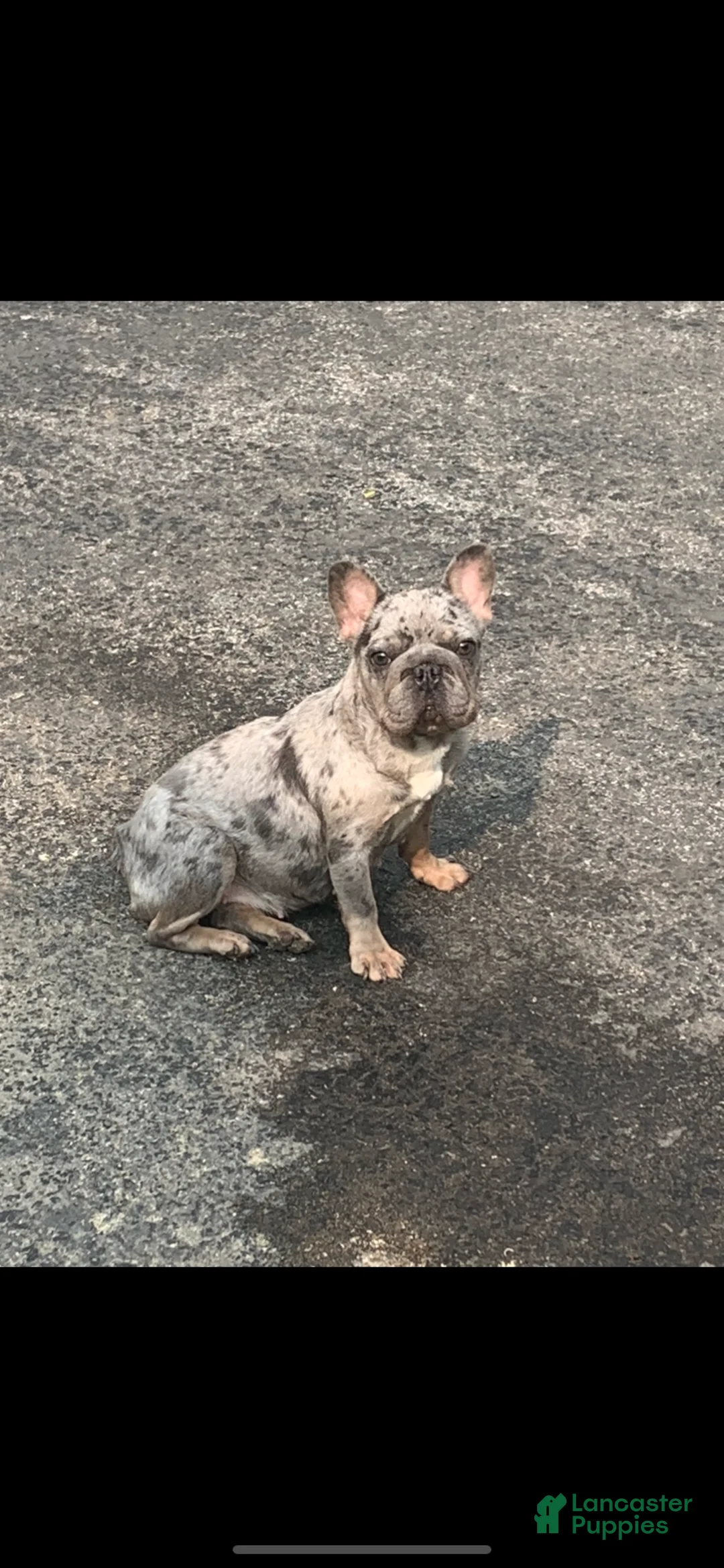 French Bulldog dogs for sale: June - Ad 5