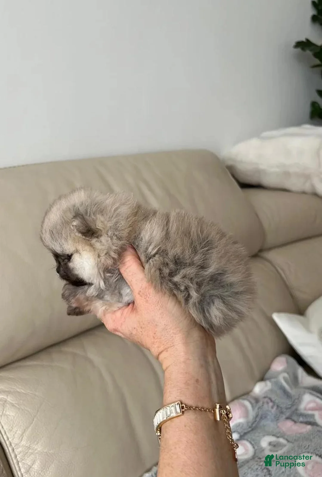 Pomeranian dogs for sale: Stacy - Ad 30