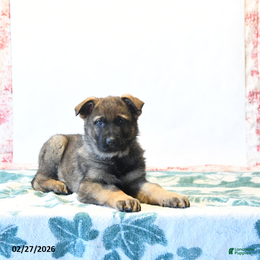 German Shepherd dogs Hunter - Ad 2
