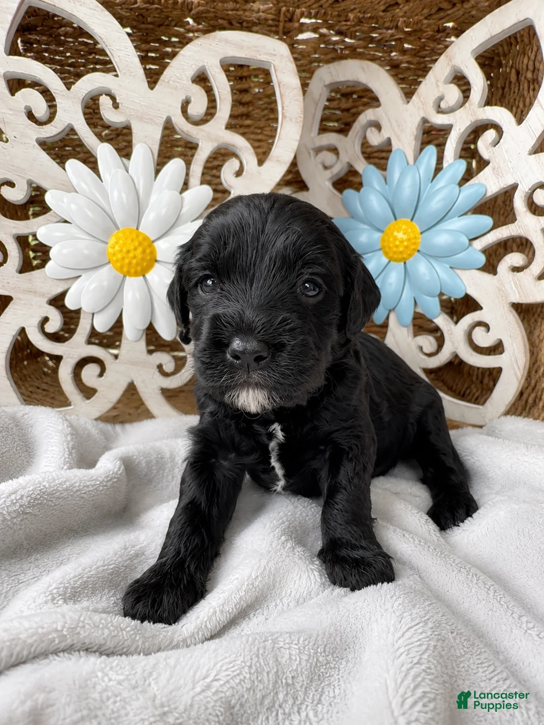 Mini Goldendoodle dogs for sale: Puprika - Ad 25