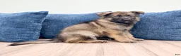 German Shepherd dogs for sale: Drew - Ad 5