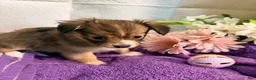 Mixed Breed dogs for sale: Mixed Breed 3 - Ad 12