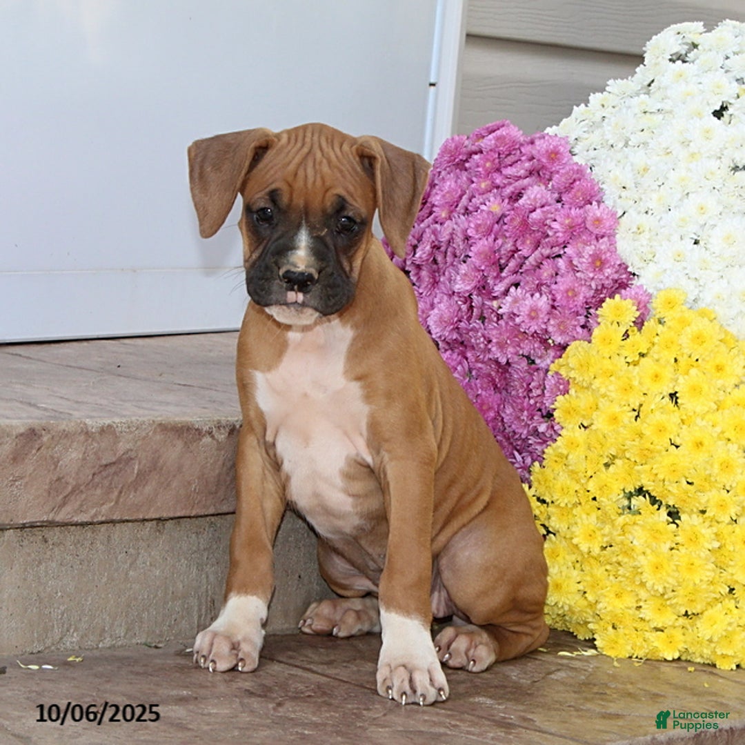 Boxer dogs for sale: Brenda - Ad 7