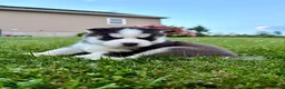 Siberian Husky dogs for sale: Bryce - Ad 12