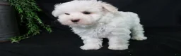 Maltese dogs for sale: Molly - Ad 3