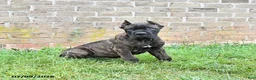 Cane Corso dogs for sale: Dawson - Ad 3