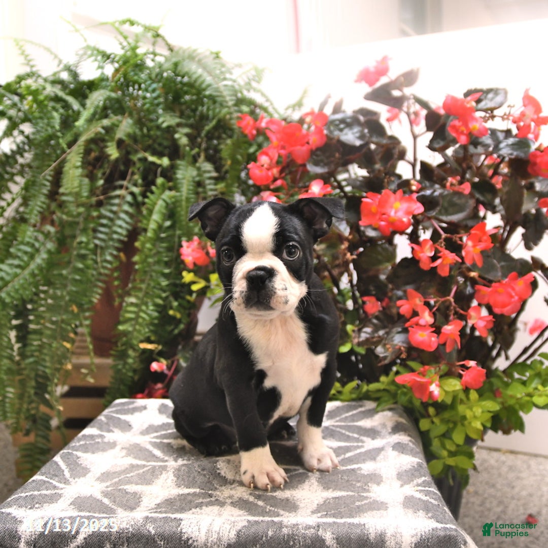 Boston Terrier dogs for sale: Felicity - Ad 4