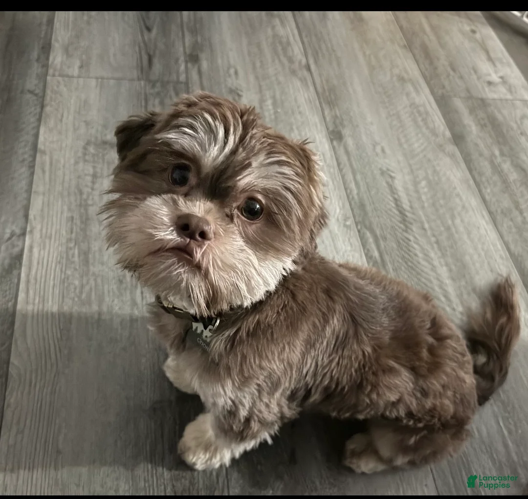 Shih Tzu dogs for sale: Shih Tzu / chocolate male  - Ad 3