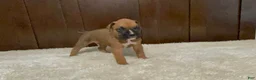 Boxer dogs for sale: Max - Ad 5