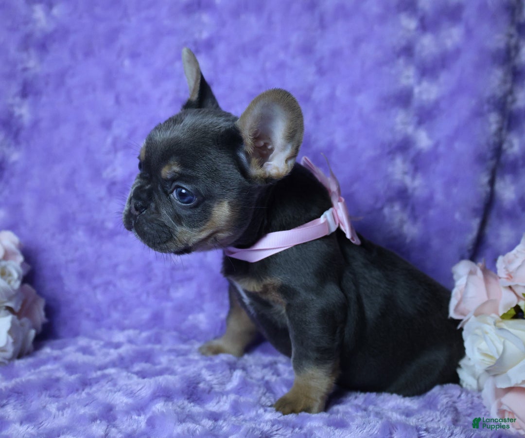 French Bulldog dogs for sale: French Bulldog Akc Health Tested Parents 2 - Ad 4