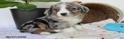 Miniature Australian Shepherd dogs for sale: Presley - Ad 3