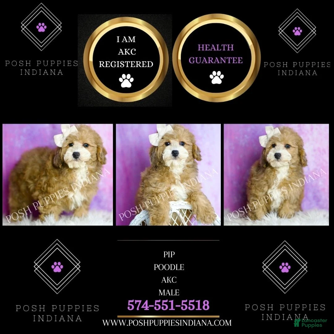 Toy Poodle dogs for sale: Pip - Ad 6