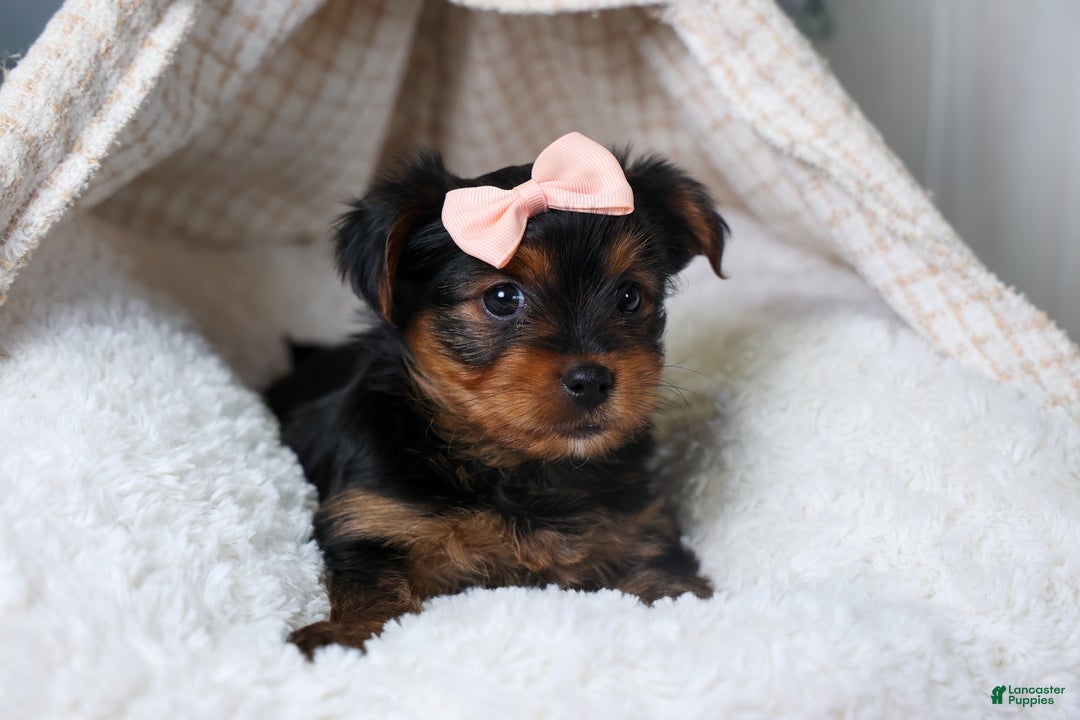 Yorkshire Terrier dogs for sale: COCO - Ad 5