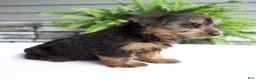 Yorkshire Terrier dogs for sale: Bella - Ad 4