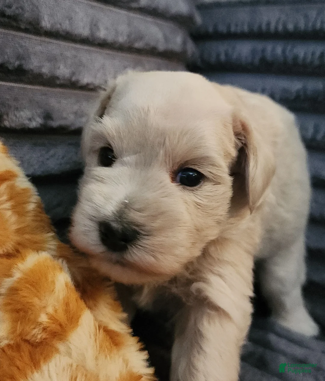 Miniature Schnauzer dogs for sale: Crystal  - Ad 17