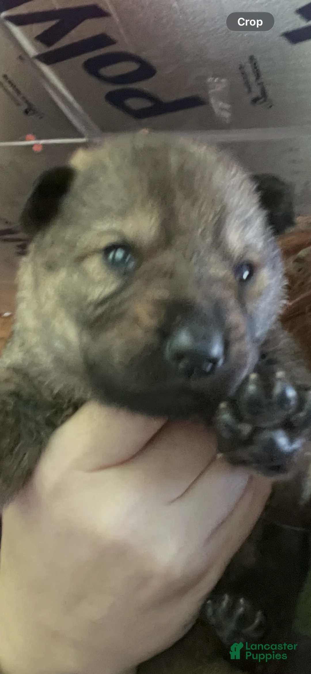 German Shepherd dogs for sale: German Shepherd 4 - Ad 2