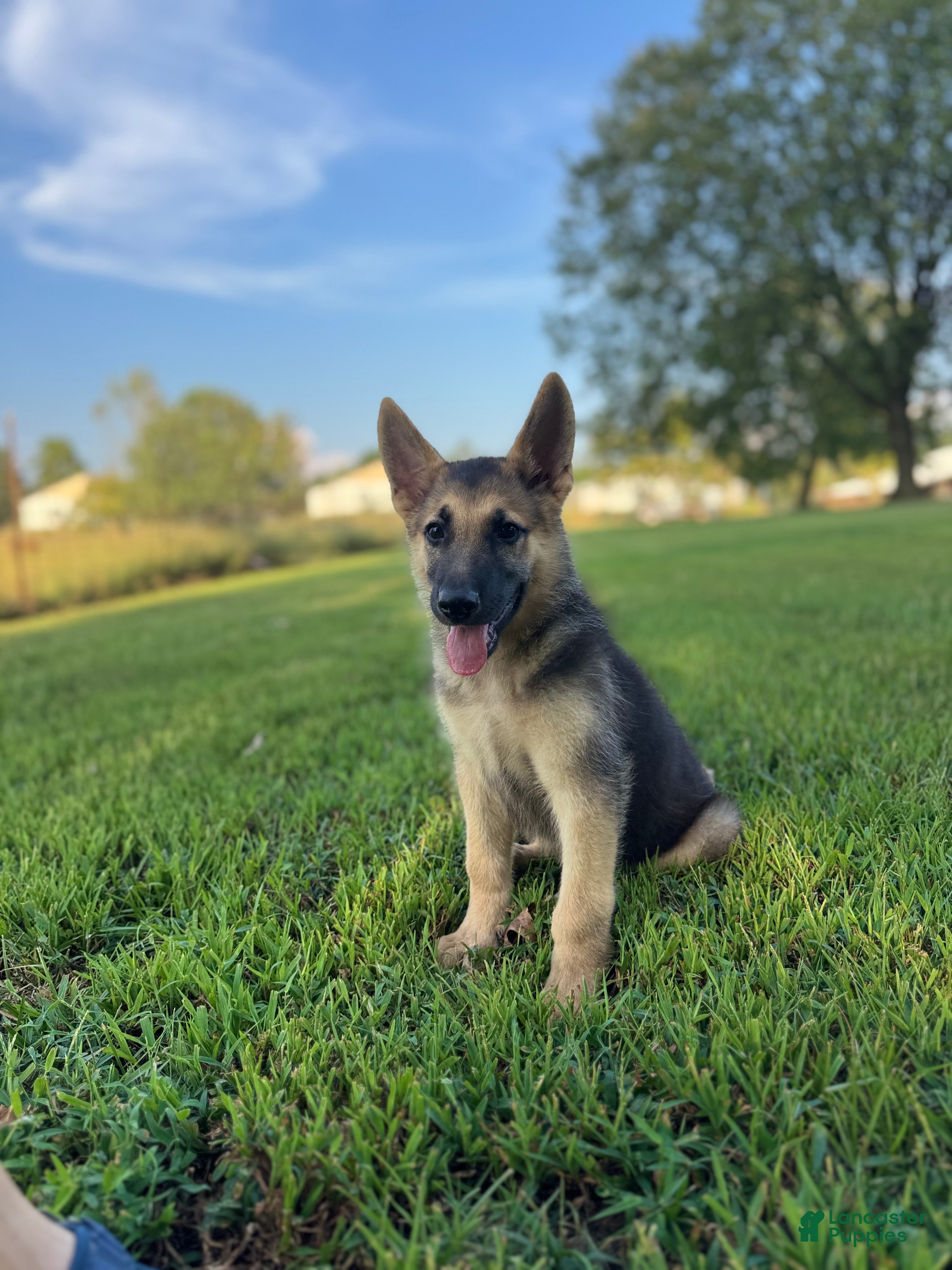 German Shepherd dogs Boss - Ad 1