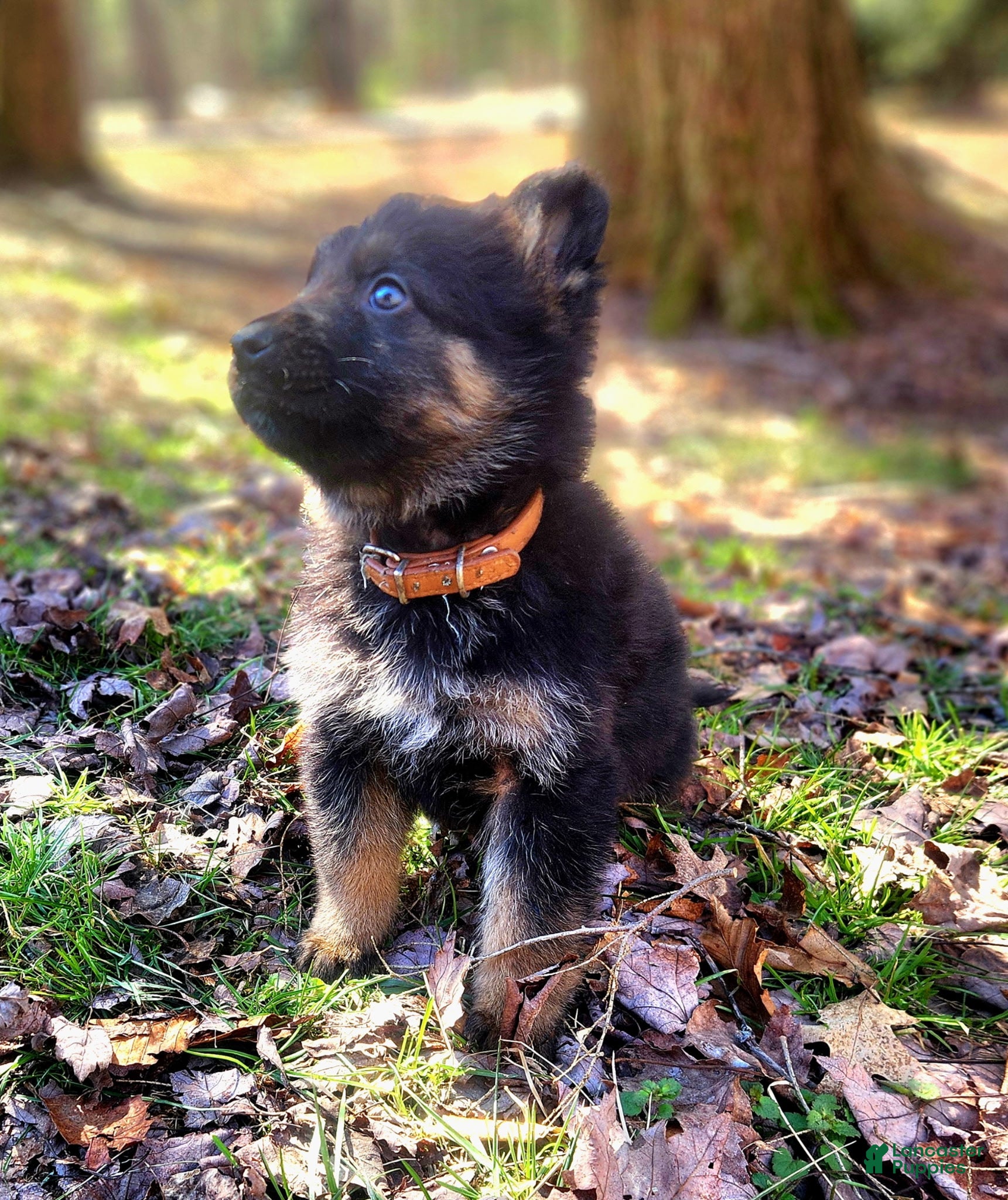 German Shepherd dogs TIO - Ad 2