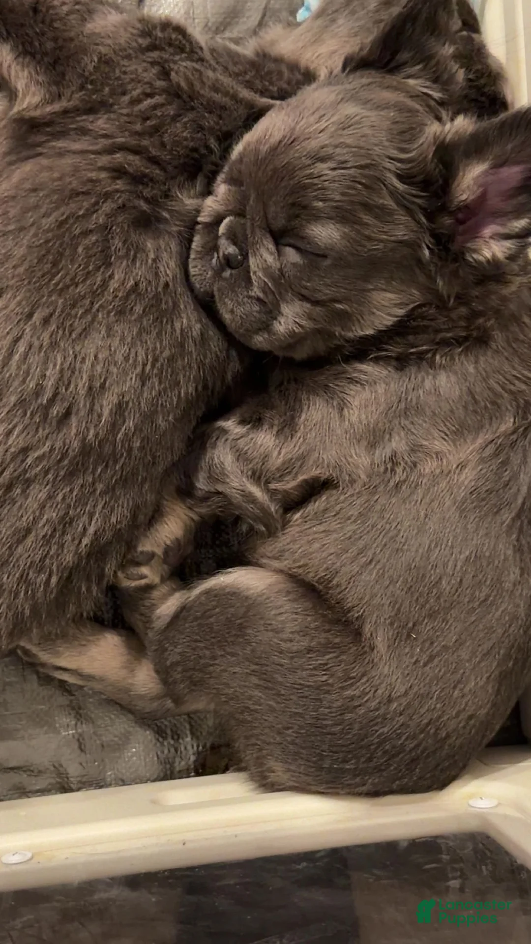 French Bulldog dogs for sale: French Bulldog Puppy 3 - Ad 8