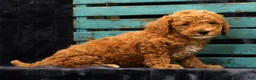 Miniature Poodle dogs for sale: Milo - Ad 6