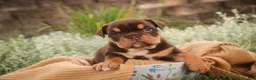 English Bulldog dogs for sale: Stella English Bulldog  - Ad 2