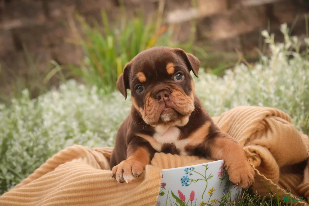 English Bulldog dogs for sale: Stella English Bulldog  - Ad 2